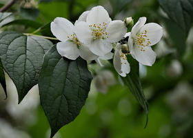 philadelphus  2025.03 dt