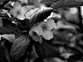 philadelphus  2025.05 dt bw