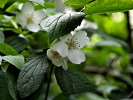 philadelphus  2025.06 dt