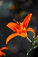 lilium 2025.02 dt