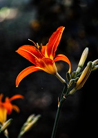 lilium 2025.03 dt