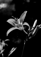 lilium 2025.03 dt bw