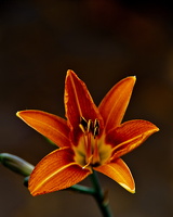 lilium 2025.04 dt