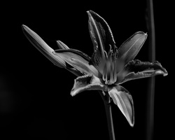 lilium 2025.05 dt bw