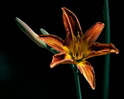 lilium 2025.05 dt