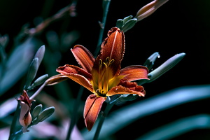 lilium 2025.06 dt