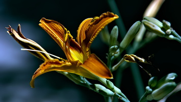 lilium 2025.08 dt