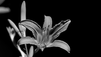 lilium 2025.09 dt bw