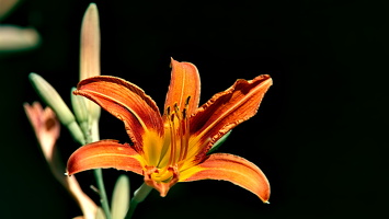 lilium 2025.09 dt