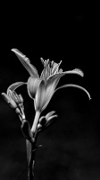 lilium 2025.10 dt bw