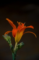 lilium 2025.10 dt
