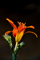 lilium 2025.11 dt