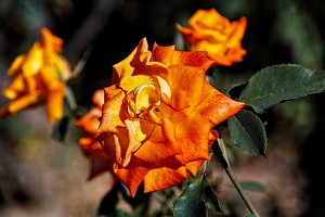 rosa centifolia 2025.27 dt