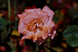 rosa centifolia 2025.28 dt