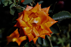rosa centifolia 2025.29 dt