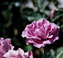 rosa centifolia 2025.30 dt (1)