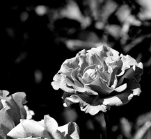 rosa centifolia 2025.30 dt bw (1)