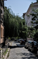 willow 2025.02 dt d810