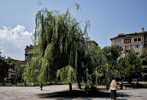 willow 2025.01 dt d810