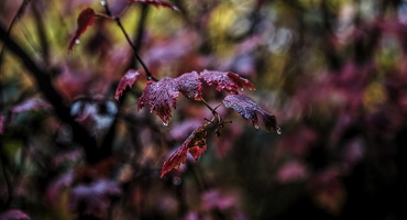 red.leaves.2025.01 dt