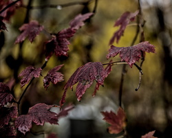 red.leaves.2025.06 dt (1)