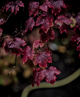 red.leaves.2025.10 dt (1)