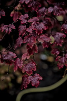 red.leaves.2025.11 dt (1)