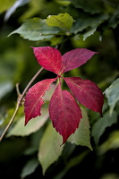 red.leaves.2025.13 dt (1)