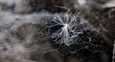 taraxacum.2025.01 dt