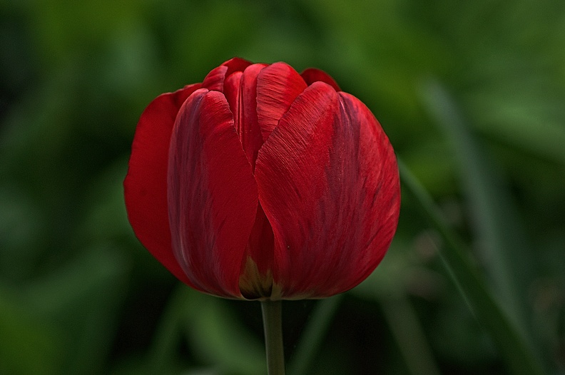 la tulipe 2023.42_rt.jpg