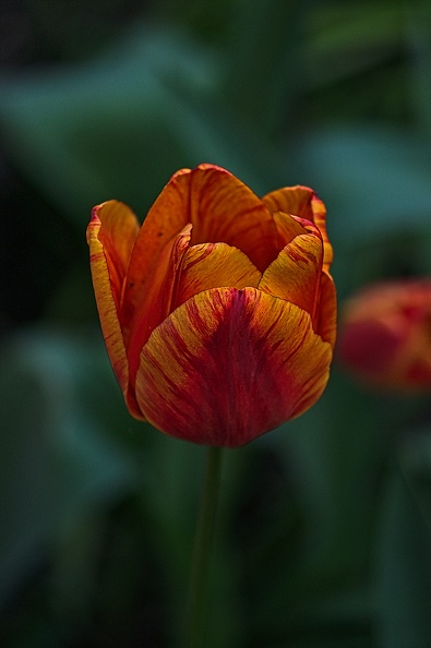 la tulipe 2023.46_rt.jpg