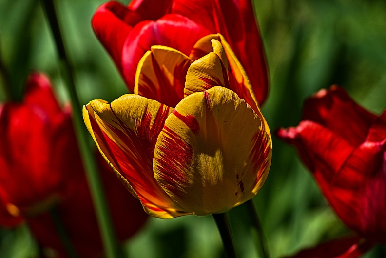 la tulipe 2023.66_rt.jpg