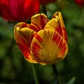 la tulipe 2023.67 rt