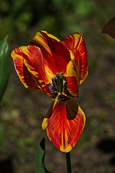 la tulipe 2023.69_rt.jpg