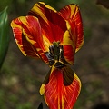 la tulipe 2023.69 rt