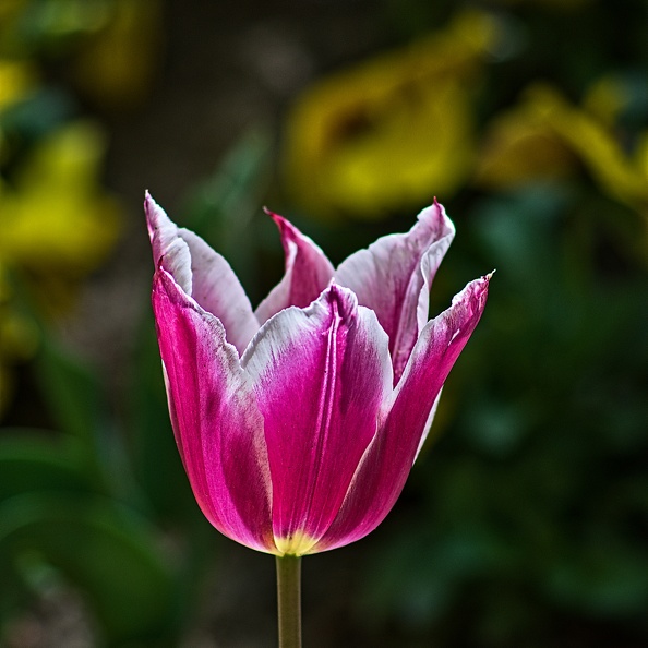la tulipe 2023.76_rt.jpg