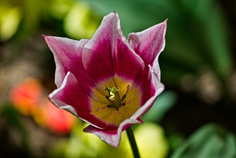 la tulipe 2023.78_rt.jpg