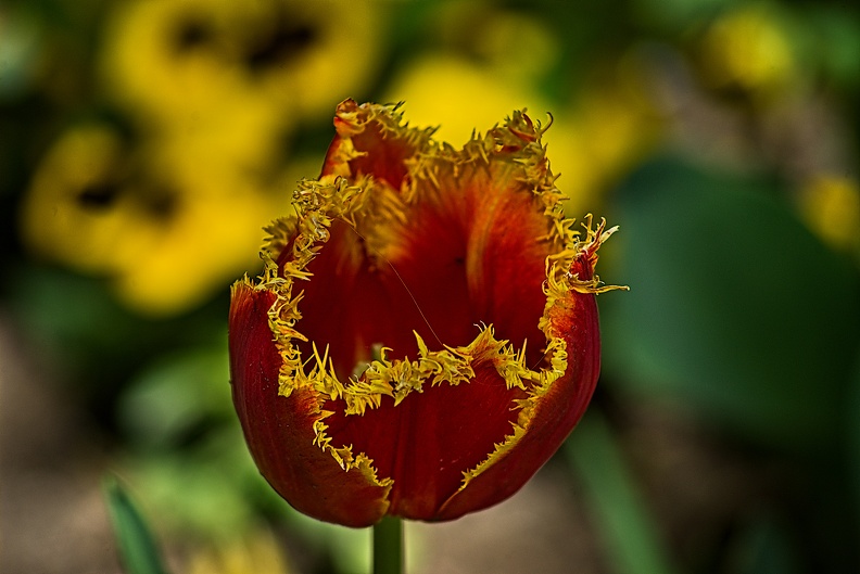 la tulipe 2023.87_rt.jpg