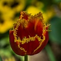 la tulipe 2023.87 rt