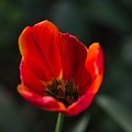 la tulipe 2023.90 rt