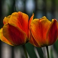 la tulipe 2023.92 rt