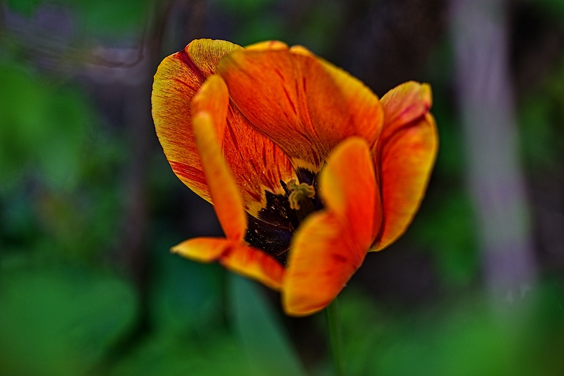 la tulipe 2023.94_rt.jpg