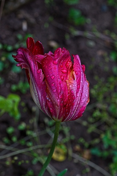 la tulipe 2023.104_rt (2).jpg