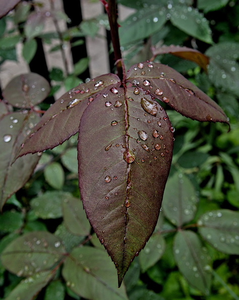 water drops 2024.08 dt - water drops 2024.08_dt.jpg water drops 2024.08_dt.jpg