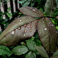 water drops 2024.09 dt