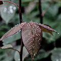 water drops 2024.14 dt