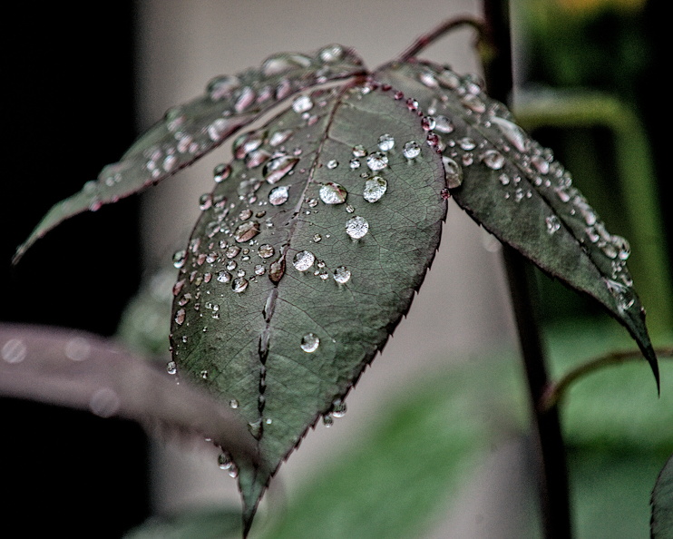 water drops 2024.15 dt - water drops 2024.15_dt.jpg water drops 2024.15_dt.jpg