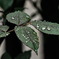 water drops 2024.19 dt