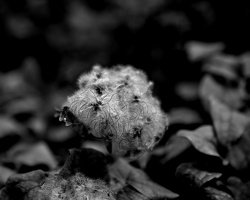 blossom.2025.02 dt bw