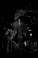 ficus carica 2025.01 dt bw